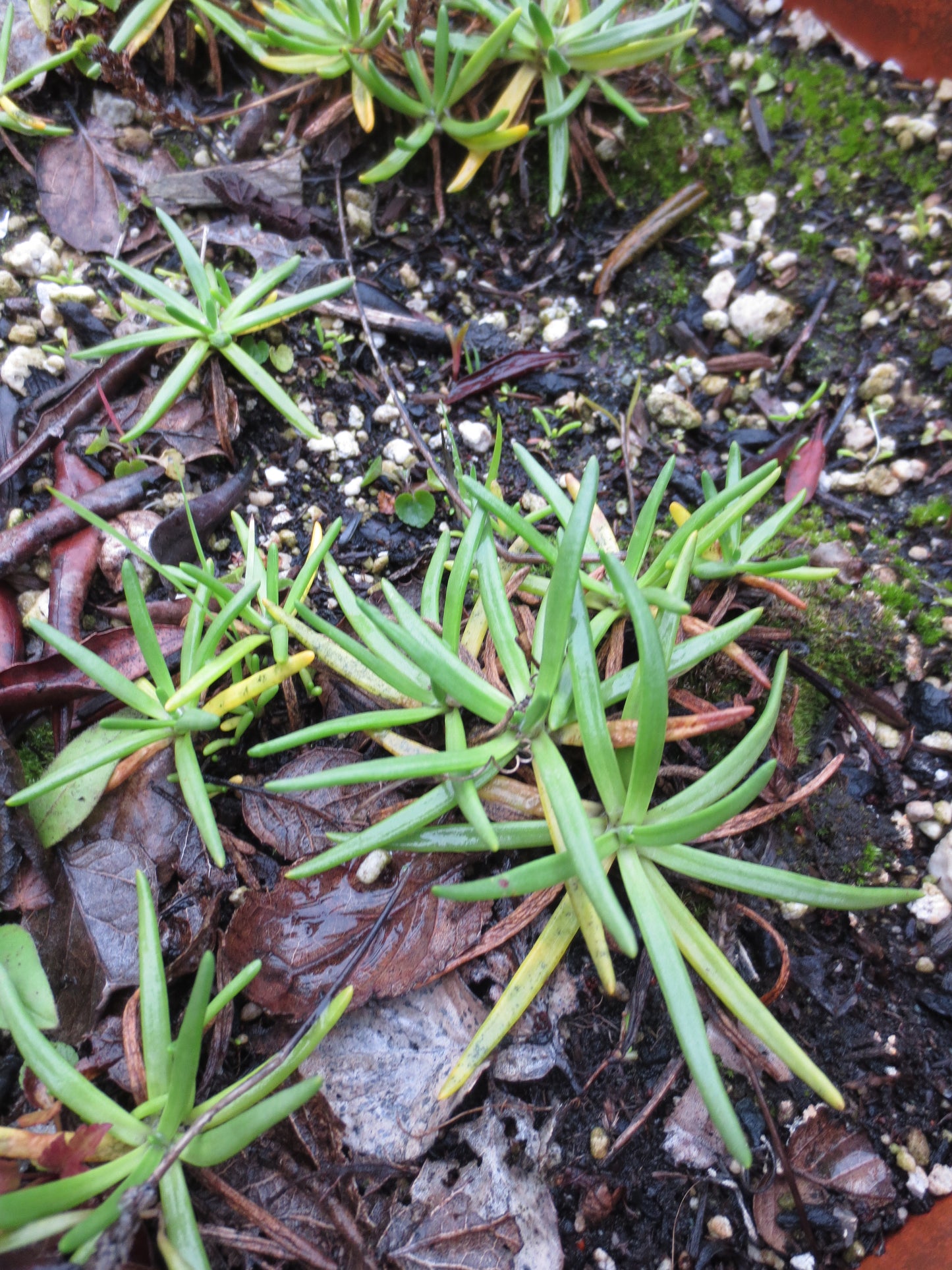 Plantago maritima, Seaside Plantain