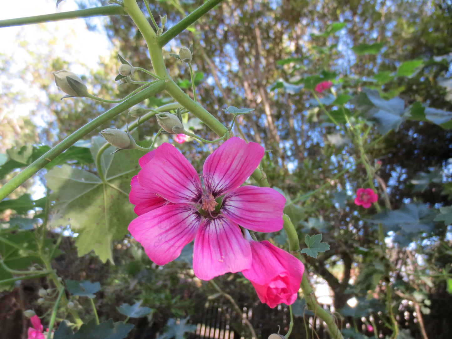 Malva assurgentiflora, Tree Mallow