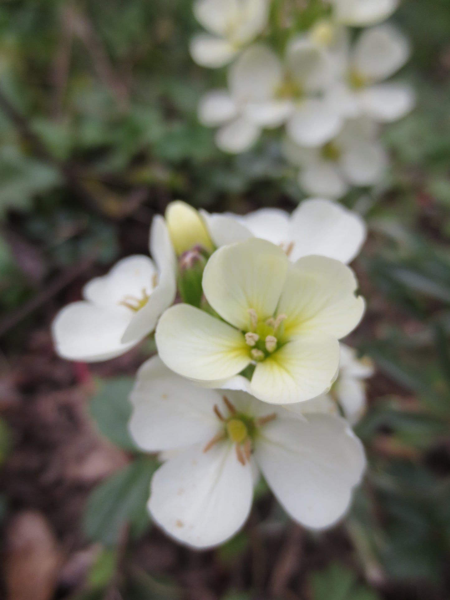 Erysimum concinnum, Coast Wallflower