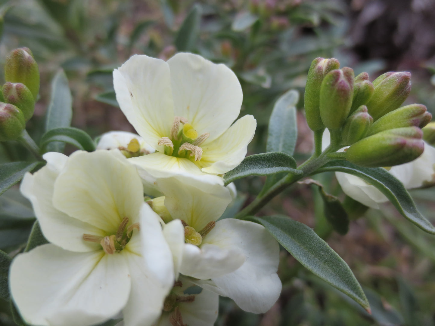 Erysimum concinnum, Coast Wallflower