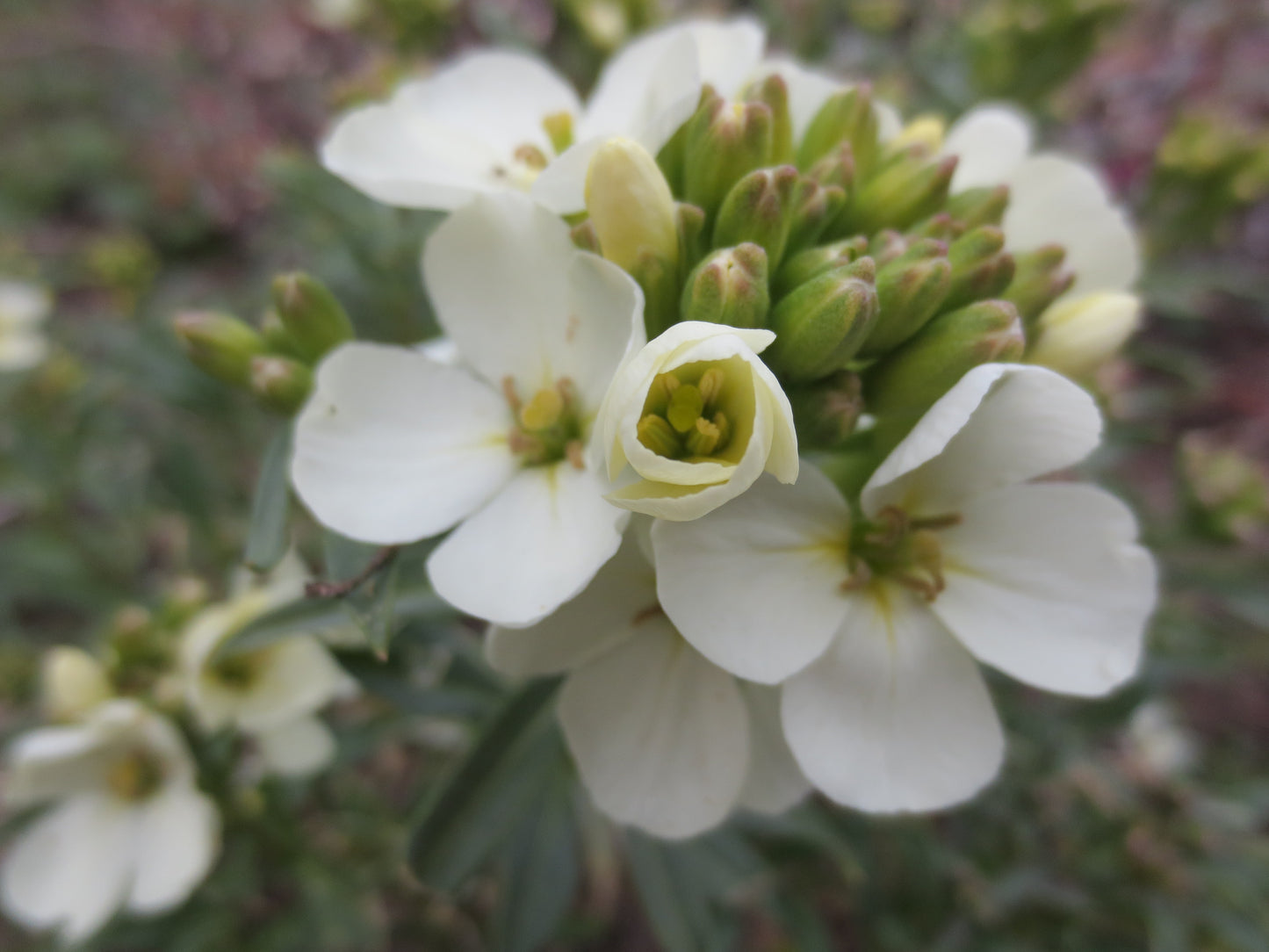Erysimum concinnum, Coast Wallflower