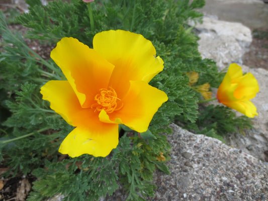 Eschscholzia californica var. maritima, Coastal Poppy