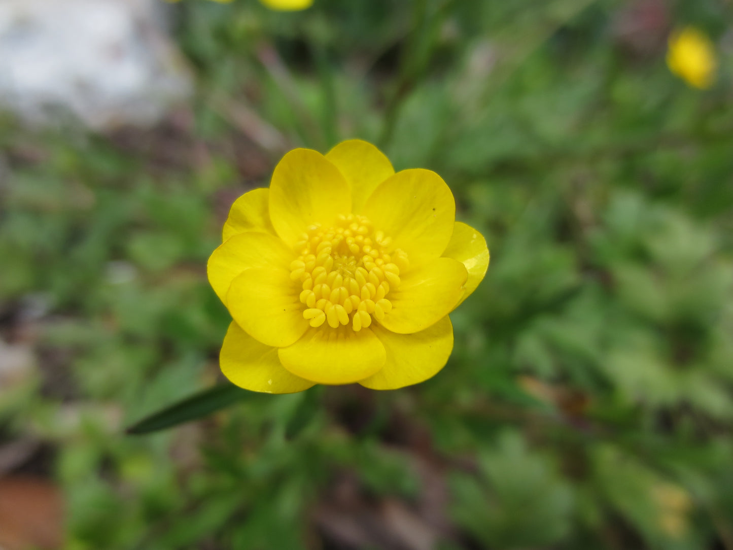 Ranunculus californicus, Buttercup