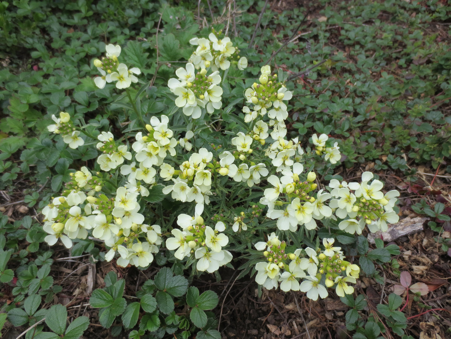Erysimum concinnum, Coast Wallflower
