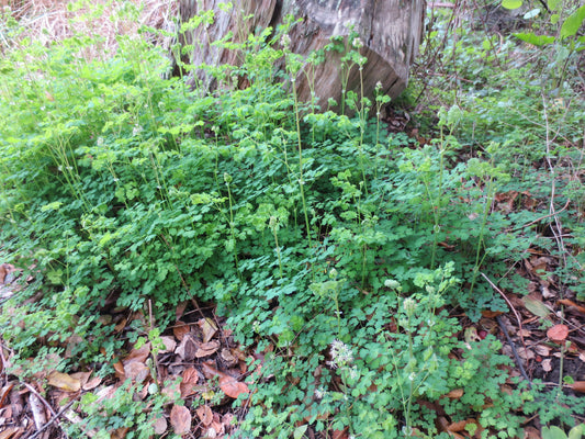Thalictrum fendleri, Foothill Meadow-Rue