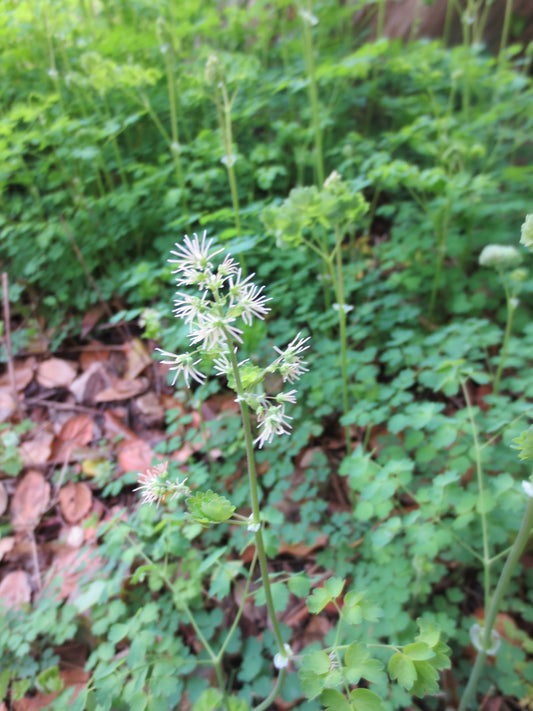 Thalictrum fendleri, Foothill Meadow-Rue