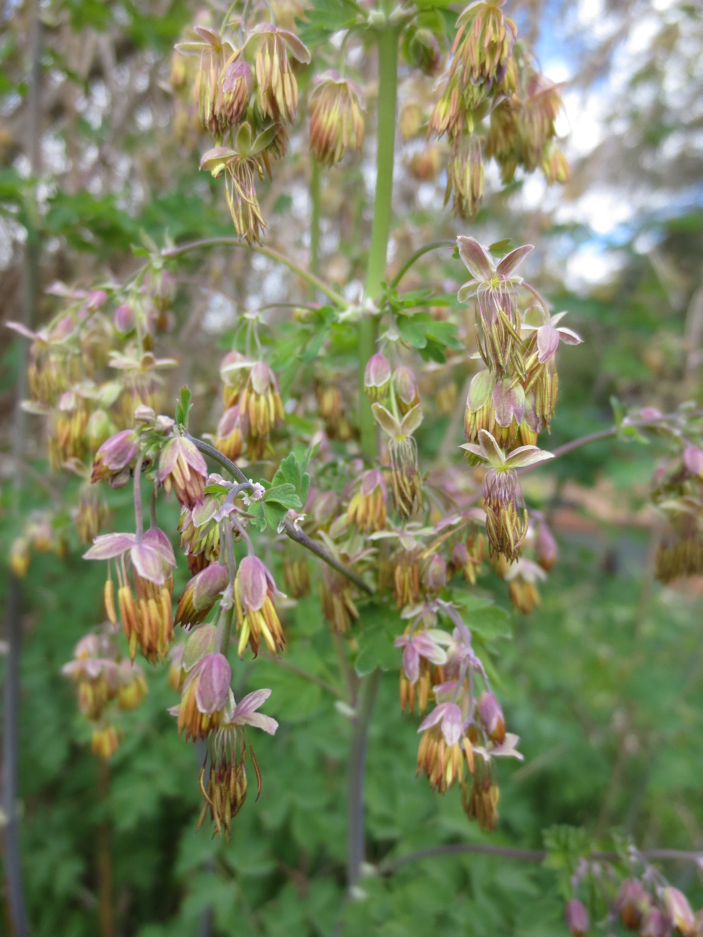 Thalictrum fendleri, Foothill Meadow-Rue