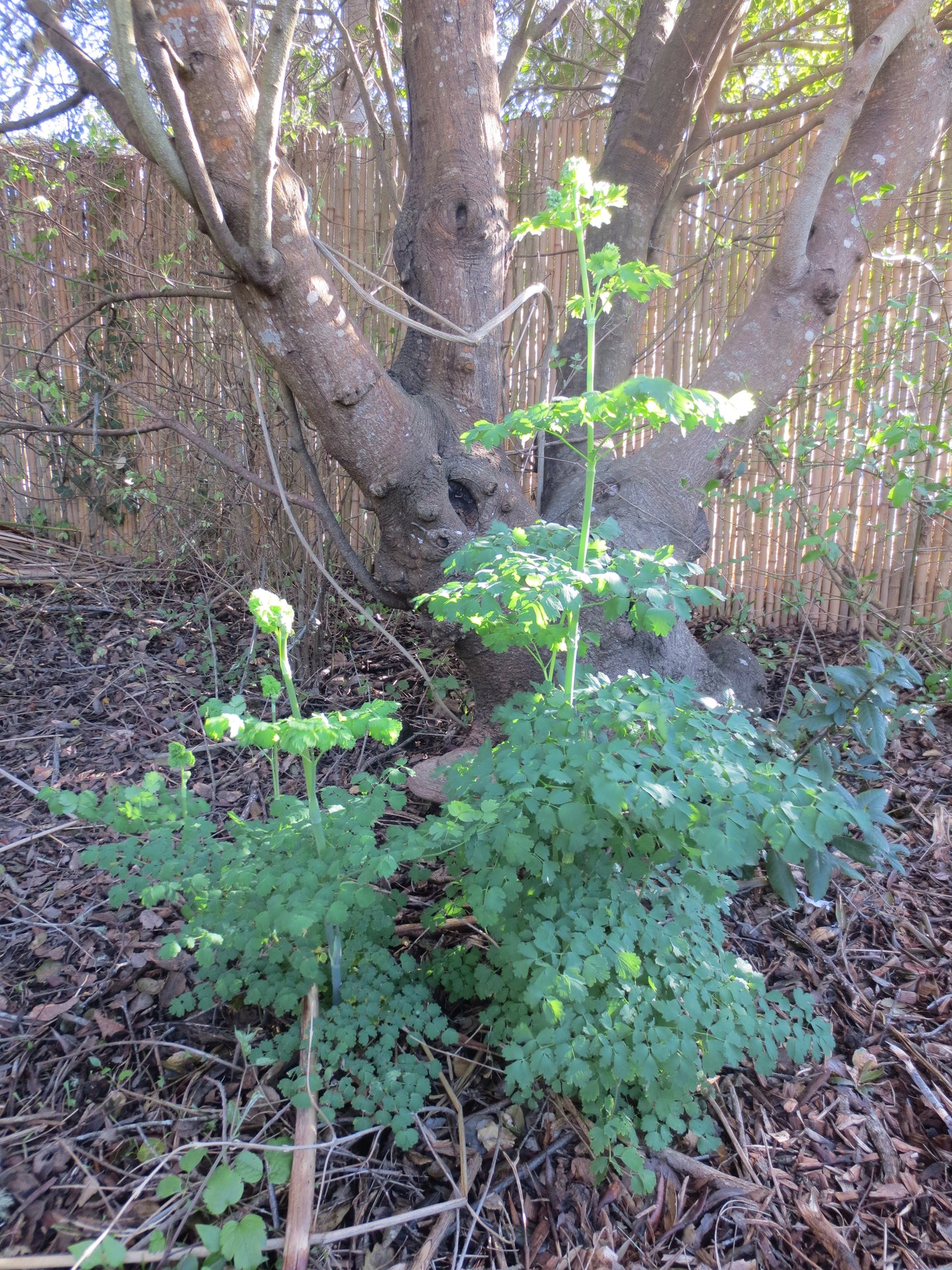 Thalictrum fendleri, Foothill Meadow-Rue