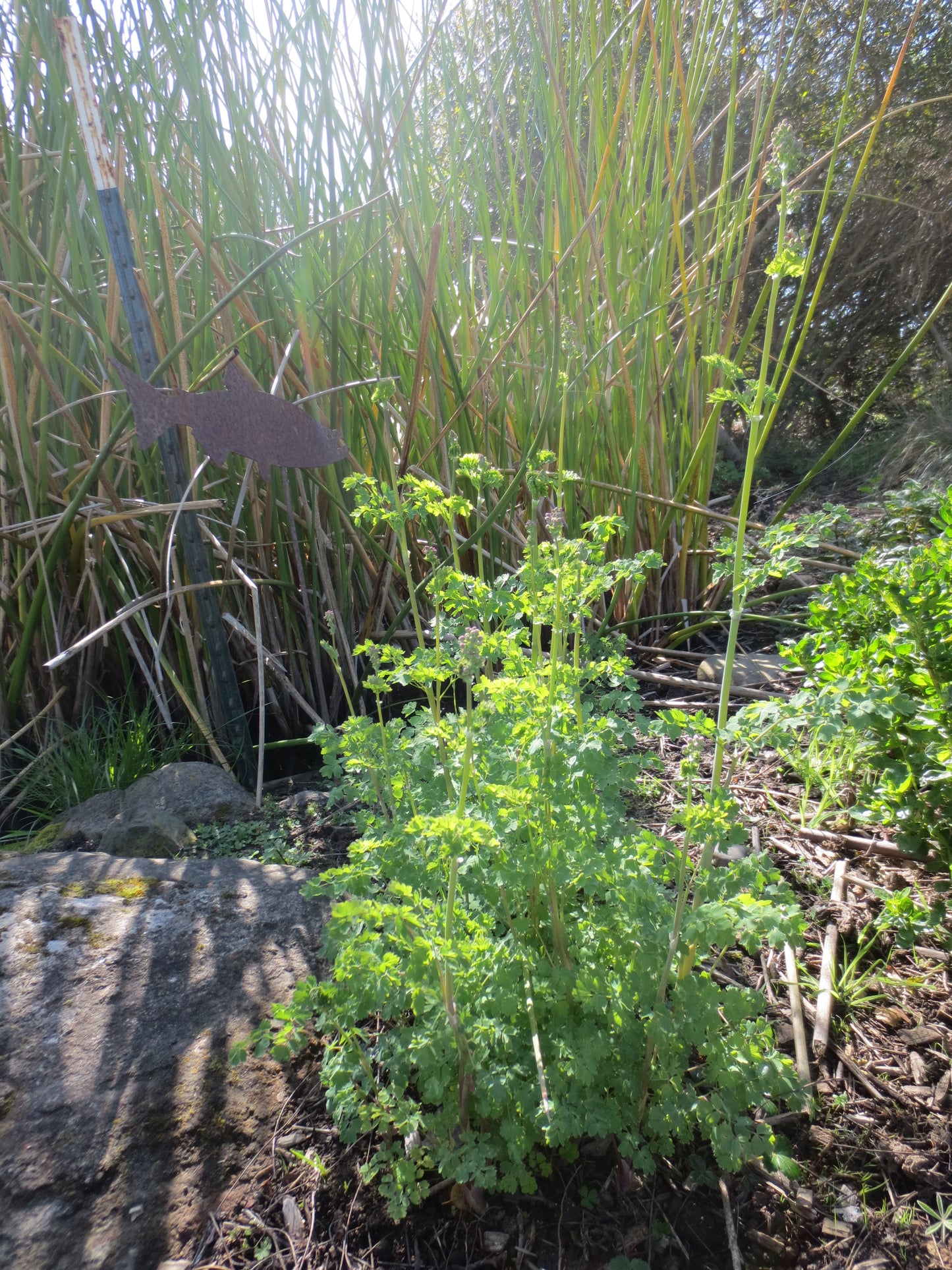 Thalictrum fendleri, Foothill Meadow-Rue