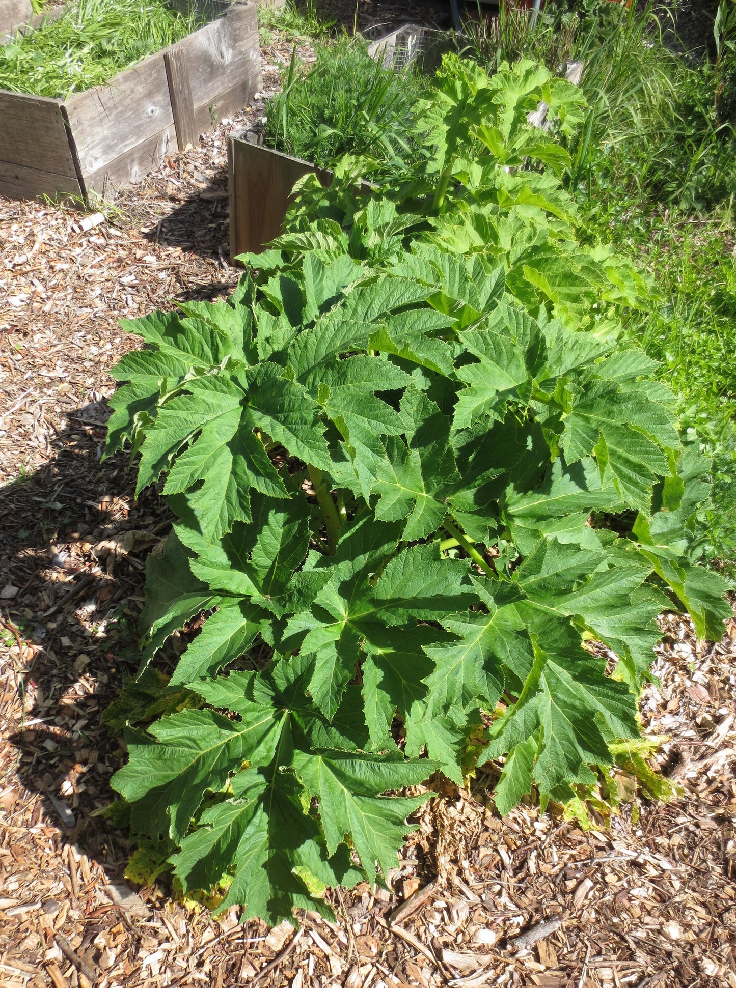 Heracleum maximum, Cow Parsnip
