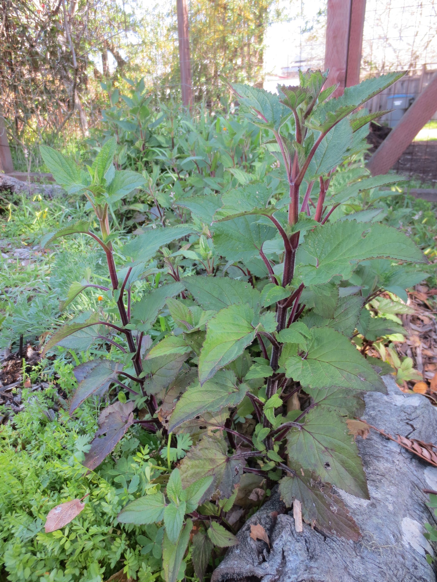 Scrophularia californica, Bee Plant