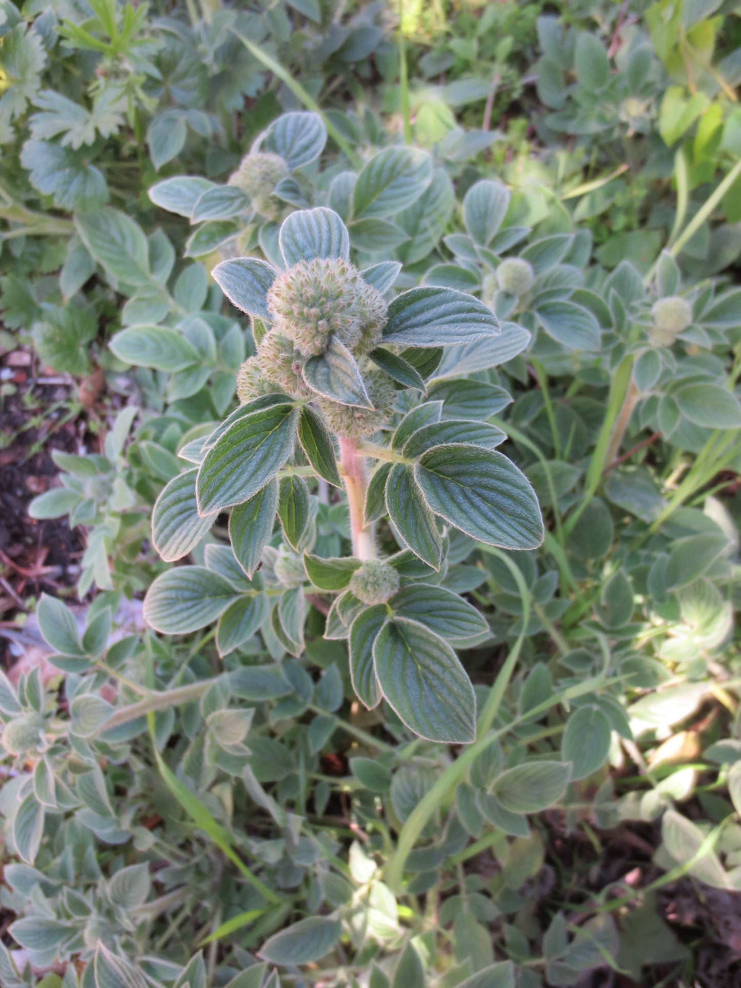 Phacelia californica, Coast Phacelia
