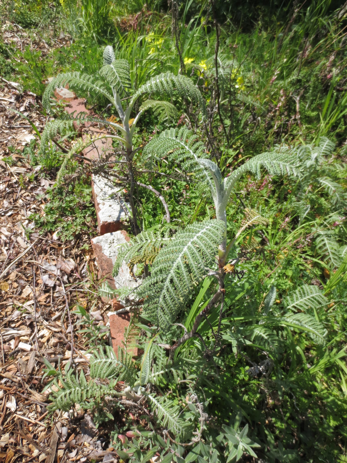 Tanacetum bipinnatum, Dune Tansy