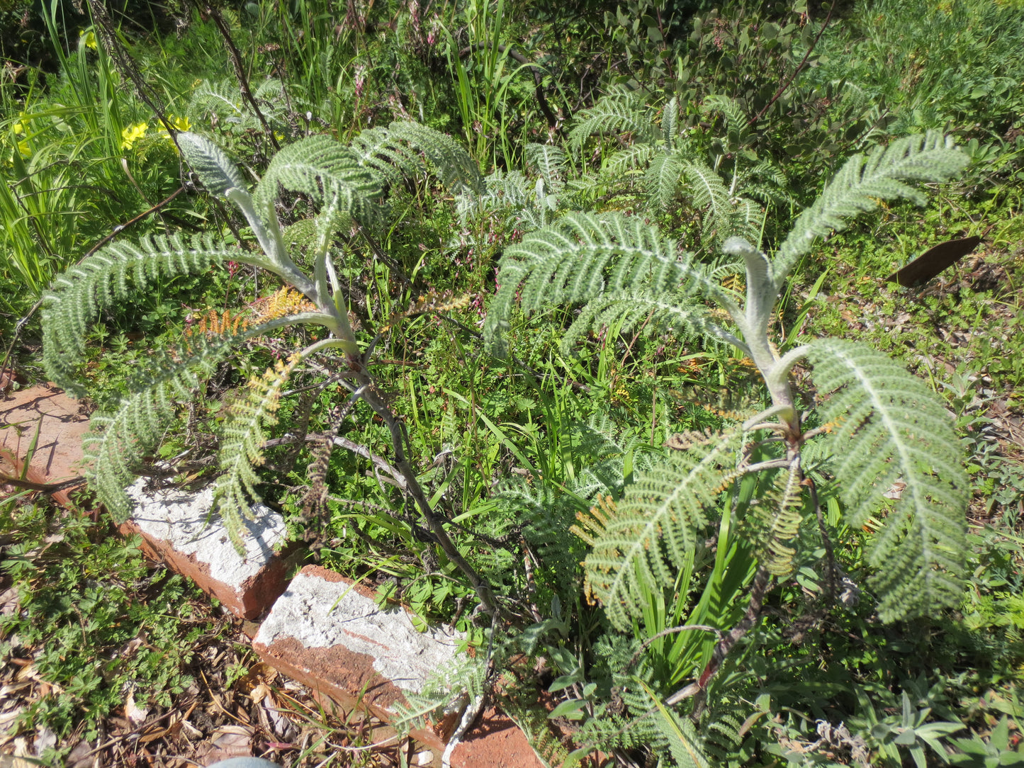 Tanacetum bipinnatum, Dune Tansy