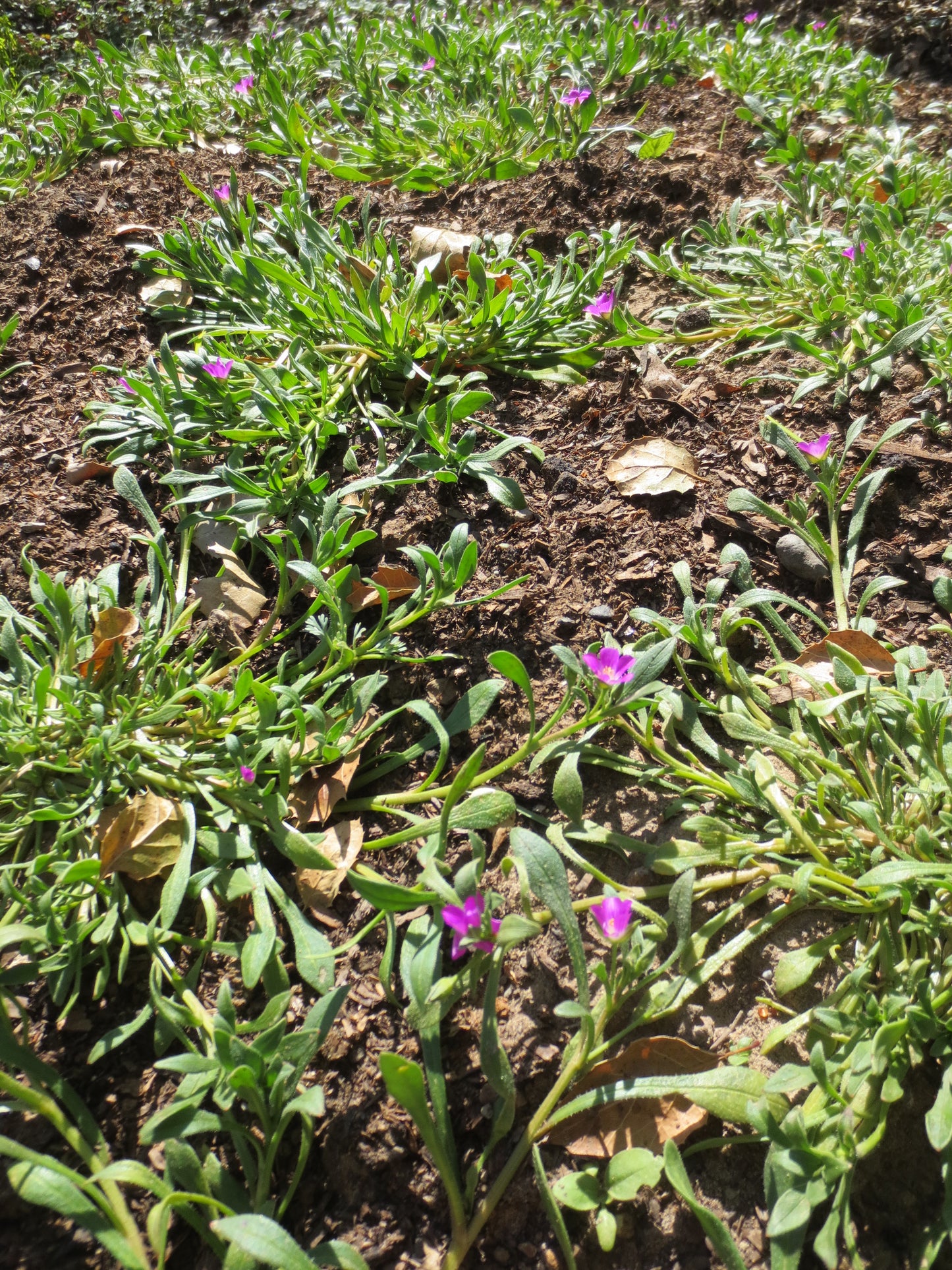 Calandrinia menziesii, Redmaids