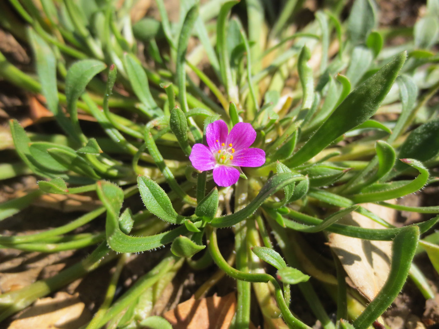Calandrinia menziesii, Redmaids