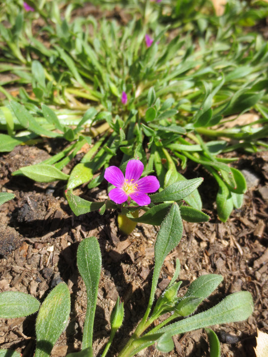 Calandrinia menziesii, Redmaids