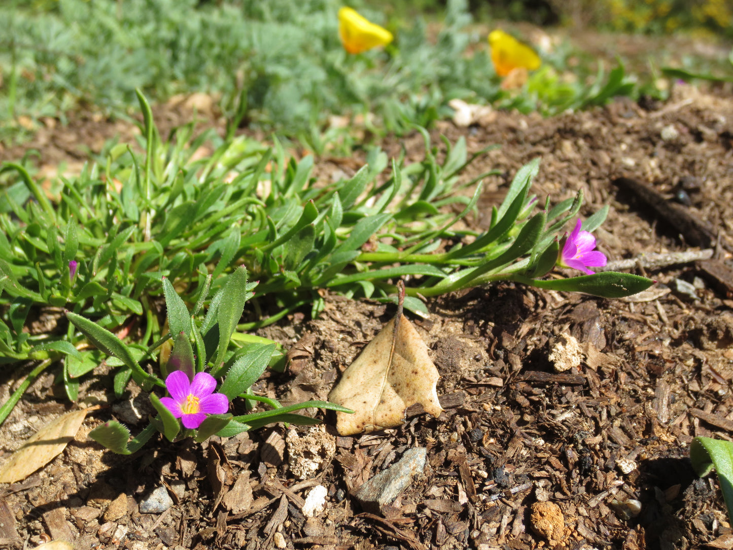 Calandrinia menziesii, Redmaids