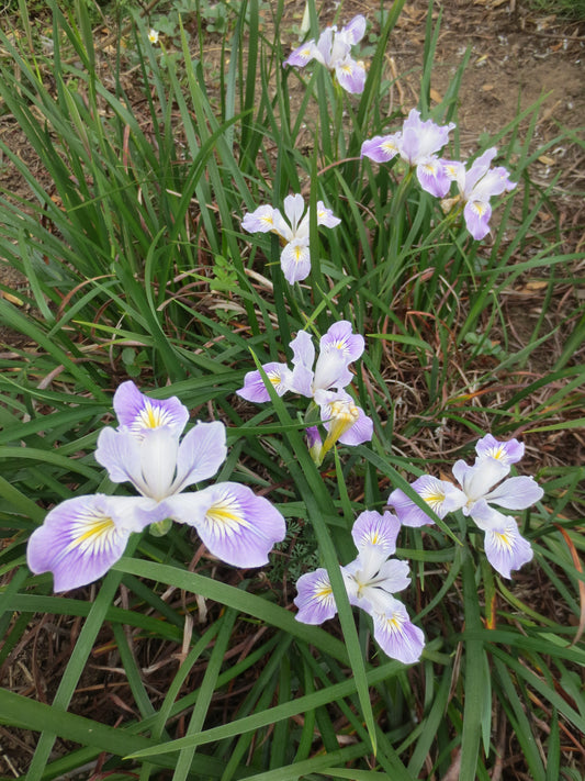 Iris douglasiana, Douglas Iris