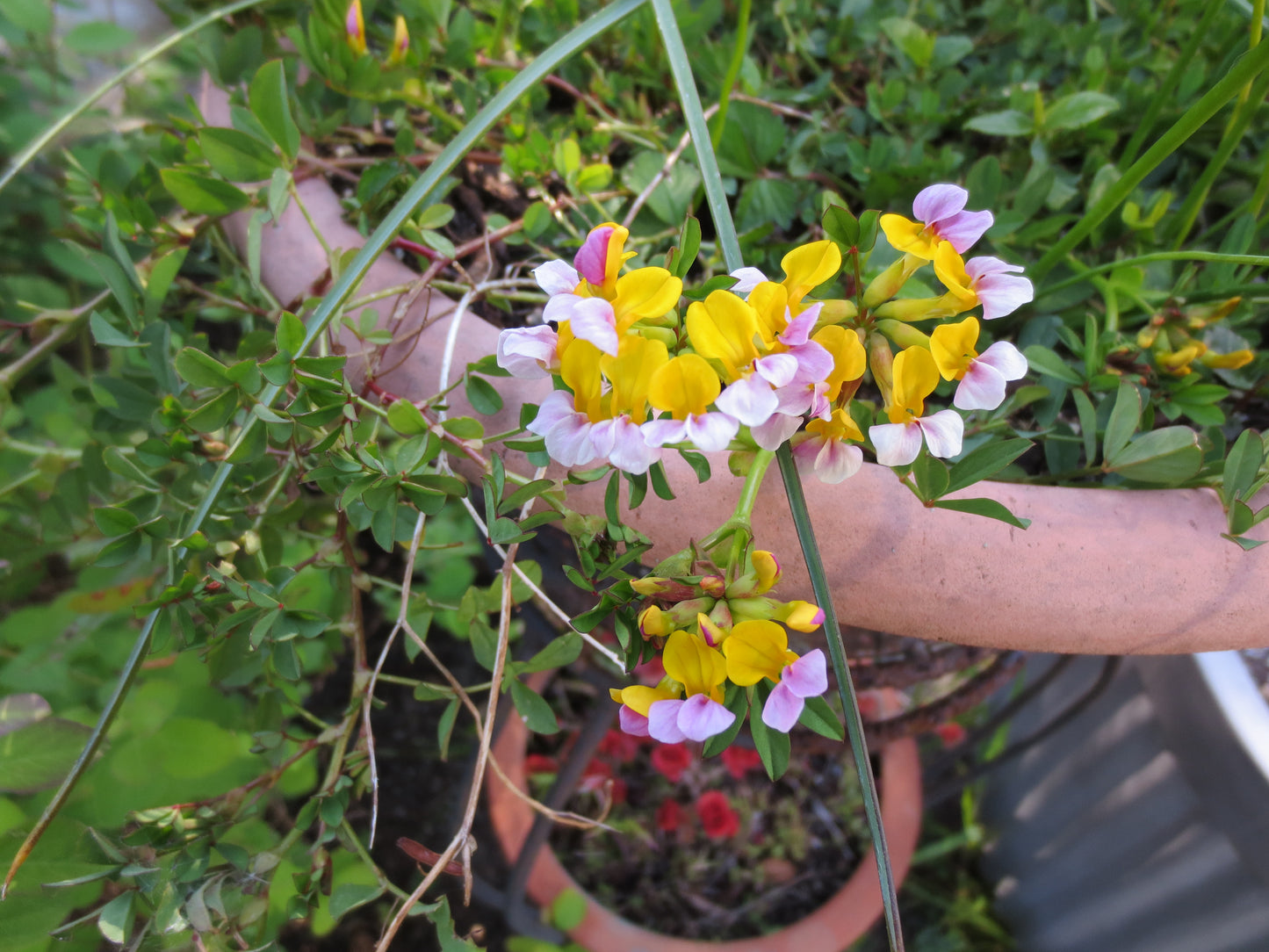 Hosackia gracilis, Coast Lotus