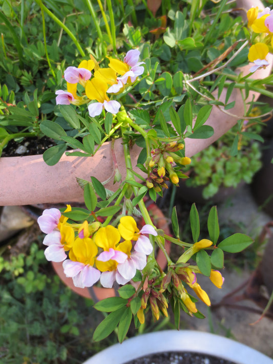 Hosackia gracilis, Coast Lotus