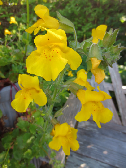 Erythranthe guttata, Creek Monkeyflower