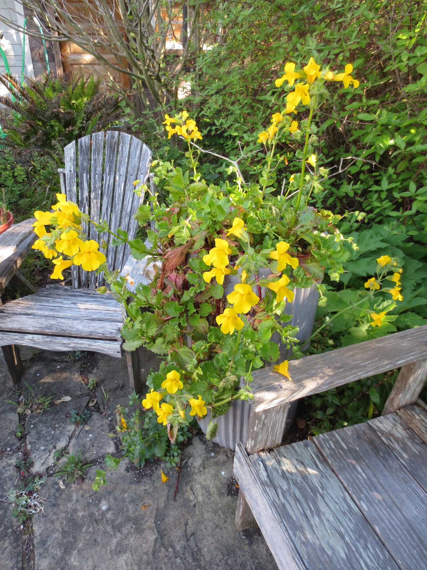 Erythranthe guttata, Creek Monkeyflower