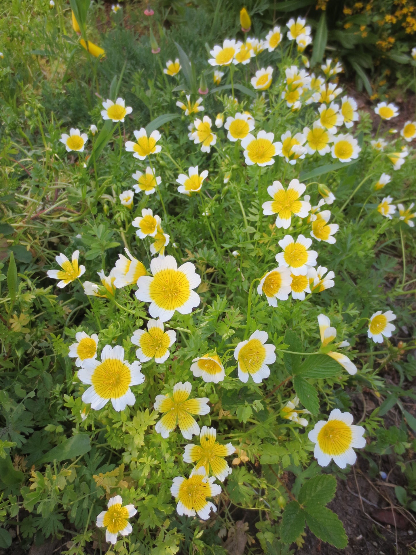 Limnanthes douglasii, Douglas Meadowfoam