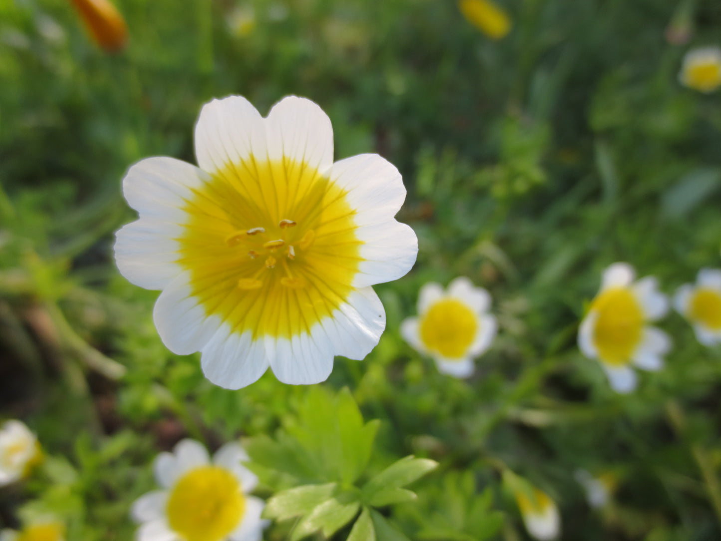 Limnanthes douglasii, Douglas Meadowfoam