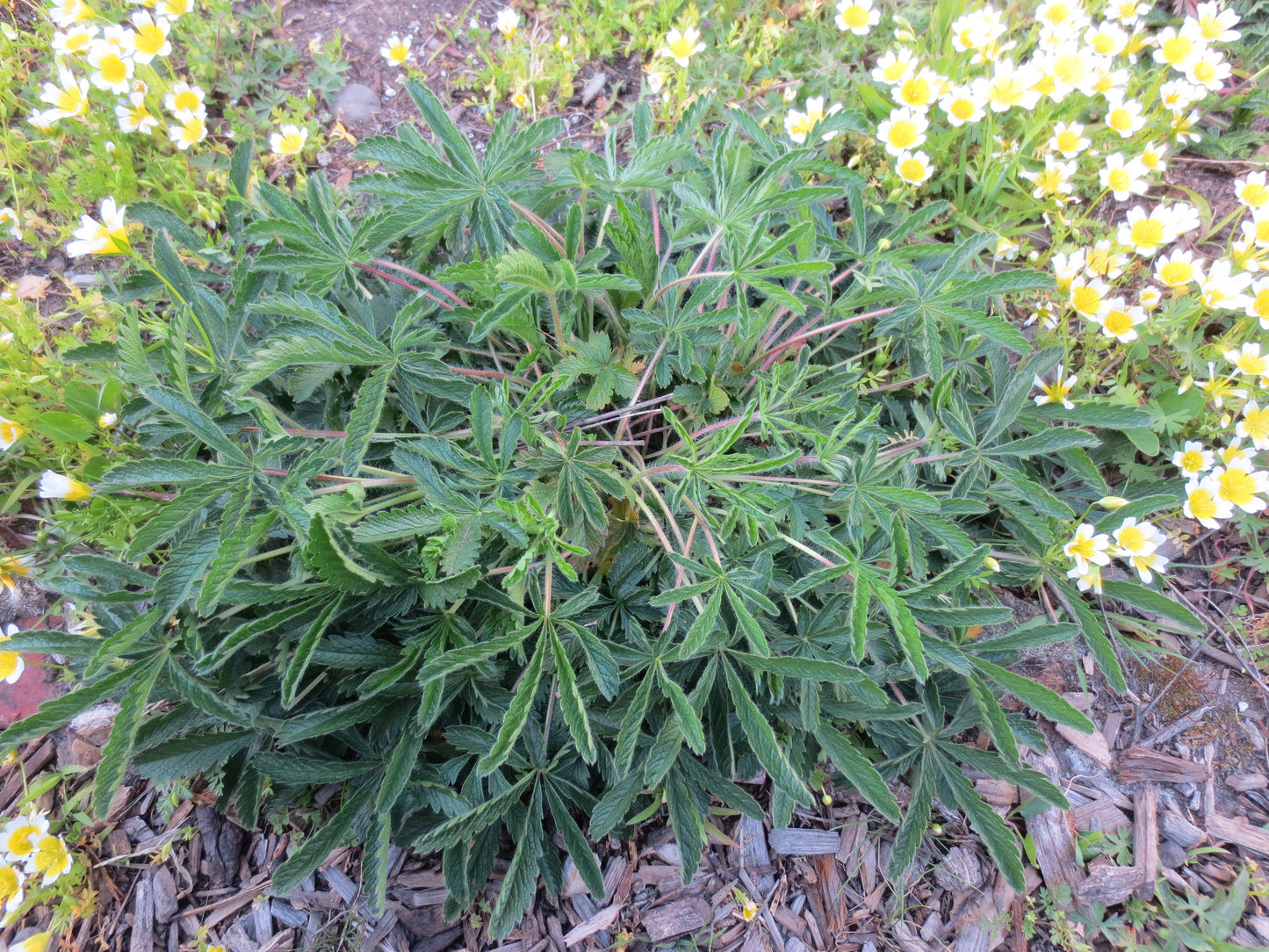 Potentilla gracilis, Slender Cinquefoil