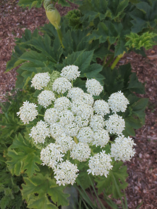 Heracleum maximum, Cow Parsnip