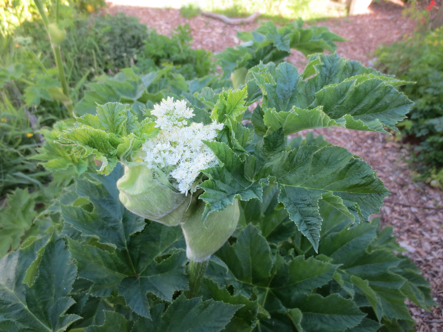 Heracleum maximum, Cow Parsnip