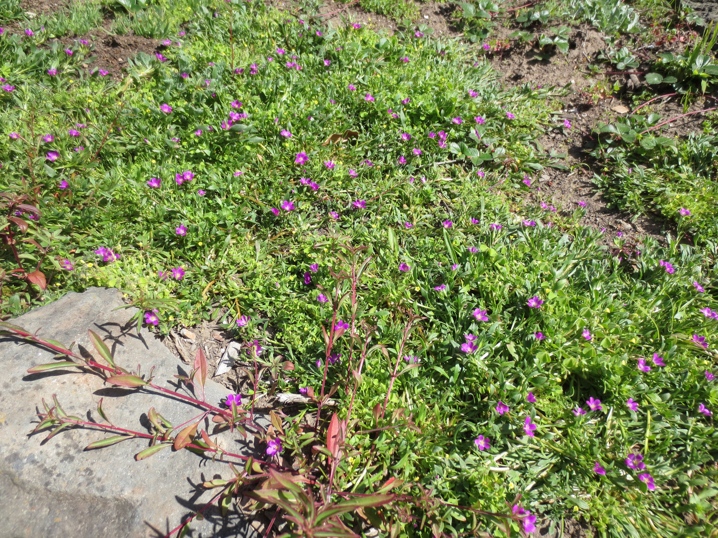 Calandrinia menziesii, Redmaids