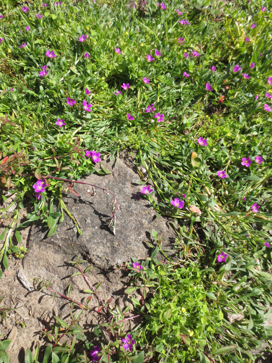 Calandrinia menziesii, Redmaids