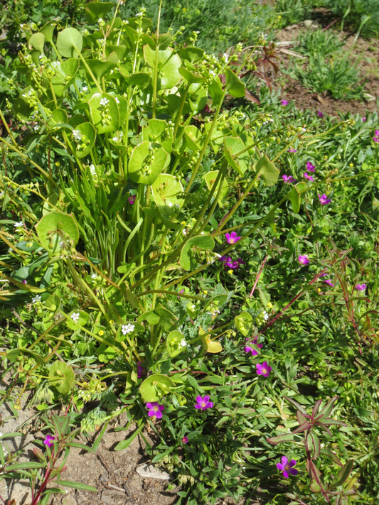 The California Cuisine Seed Collection