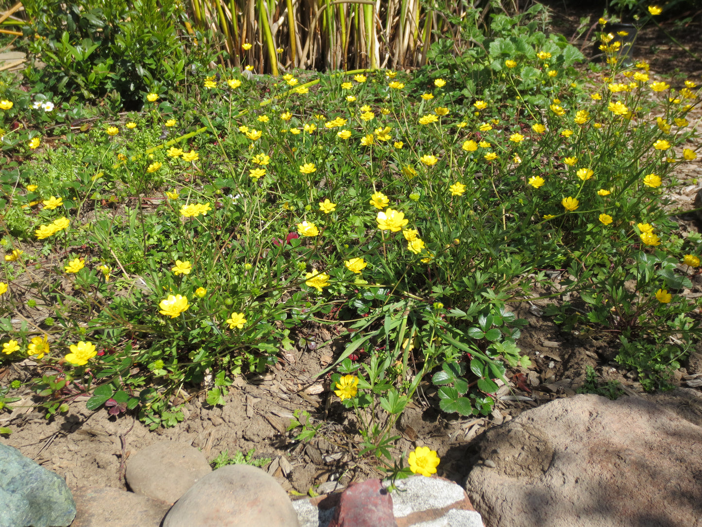 Ranunculus californicus, Buttercup
