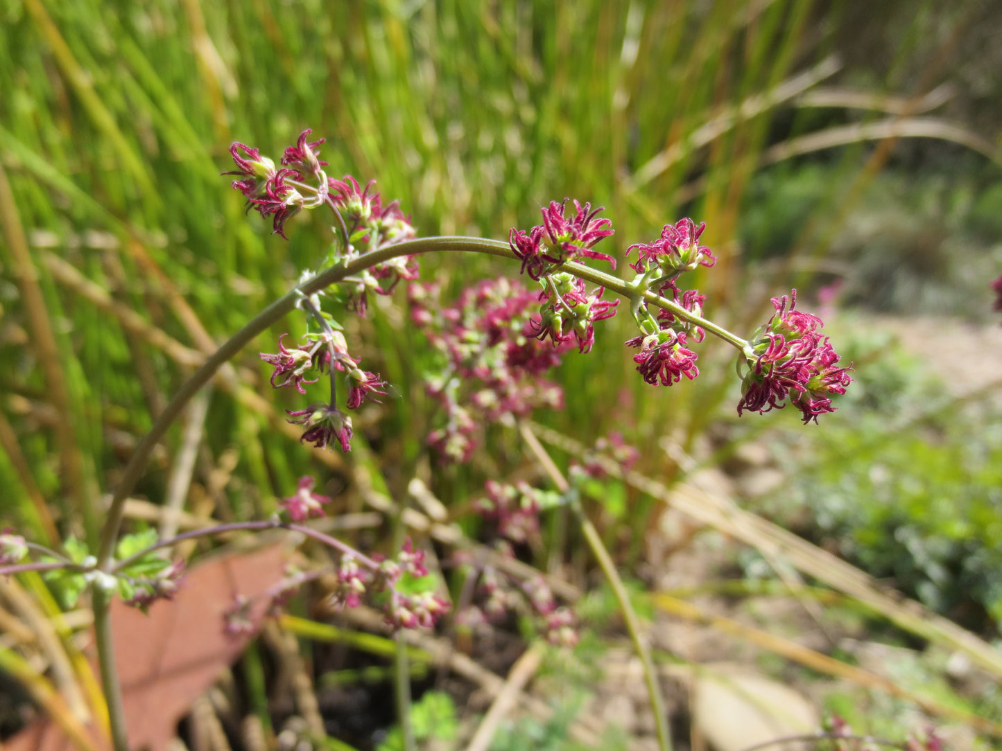 Thalictrum fendleri, Foothill Meadow-Rue