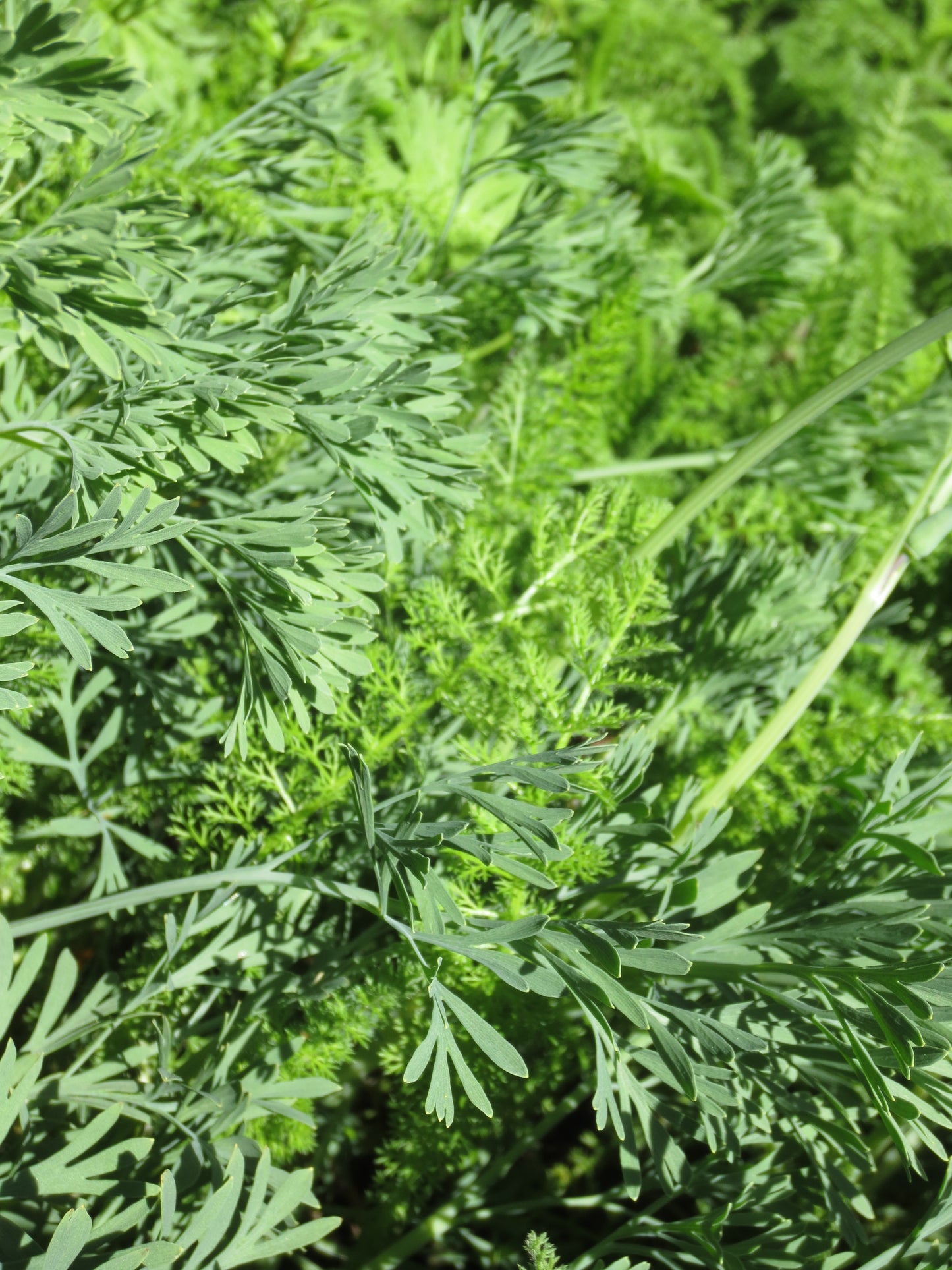 Grassless Lawn Combo Mix