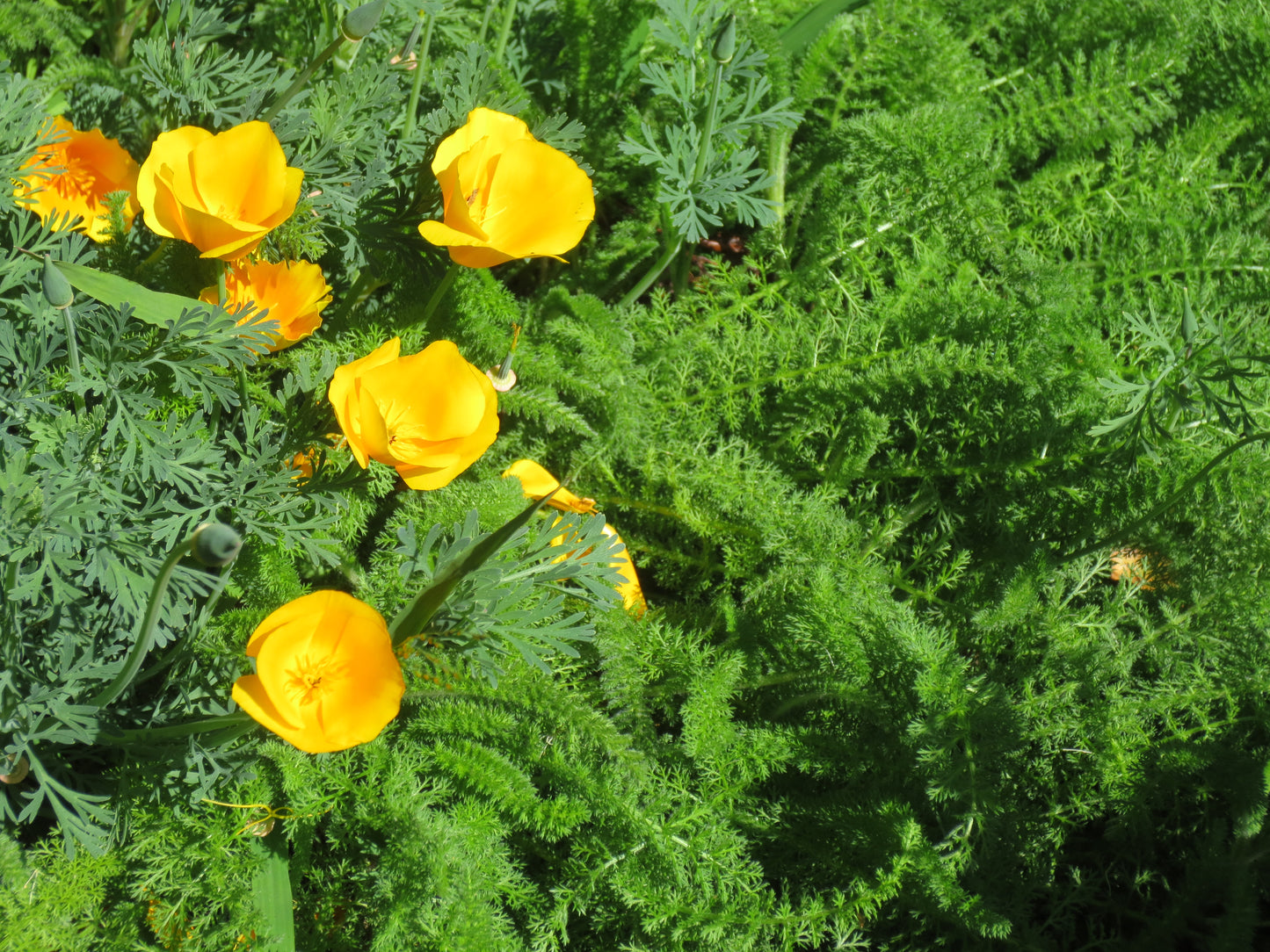 Grassless Lawn Combo Mix