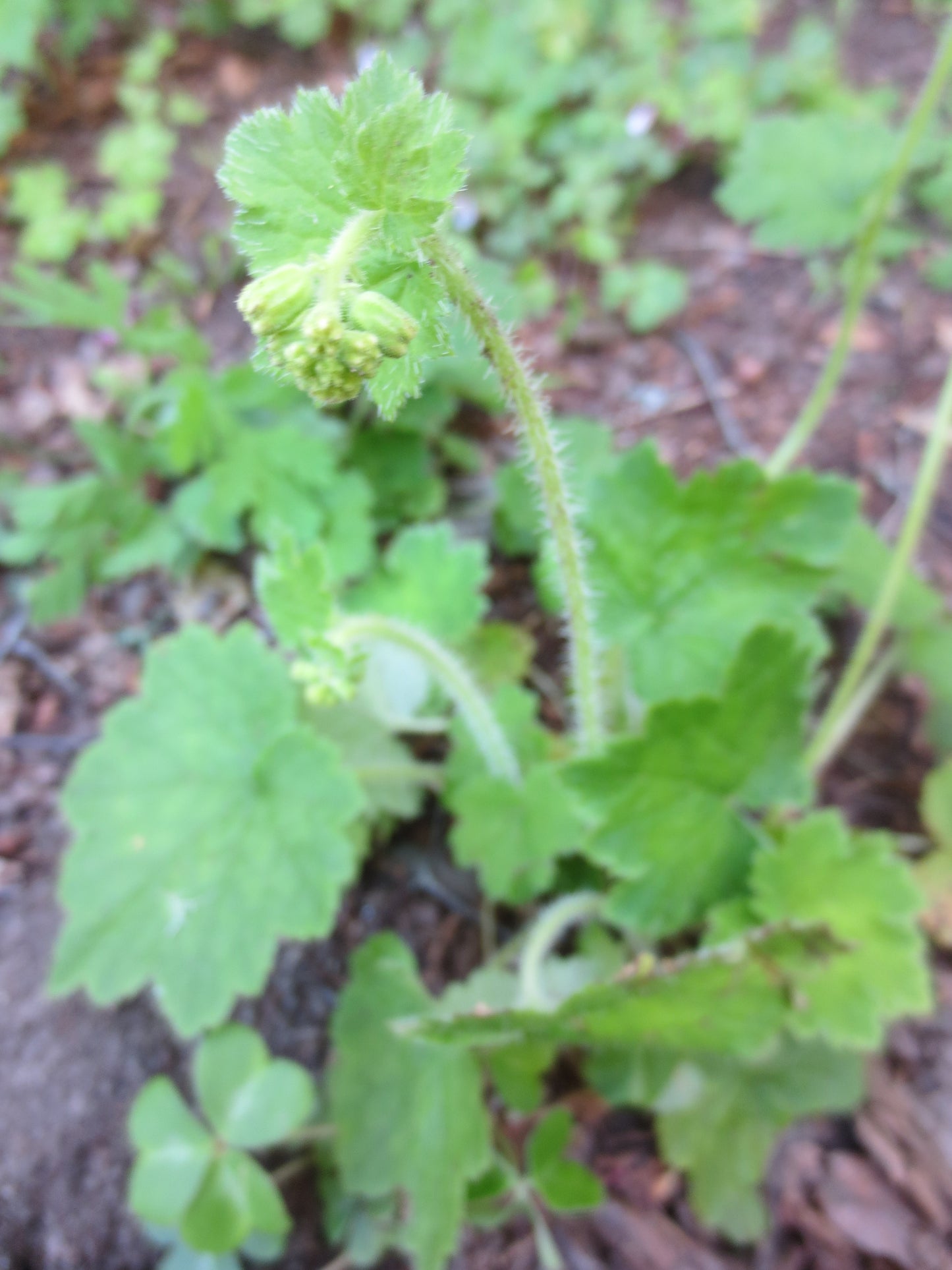 Tellima grandiflora, Fringe Cups