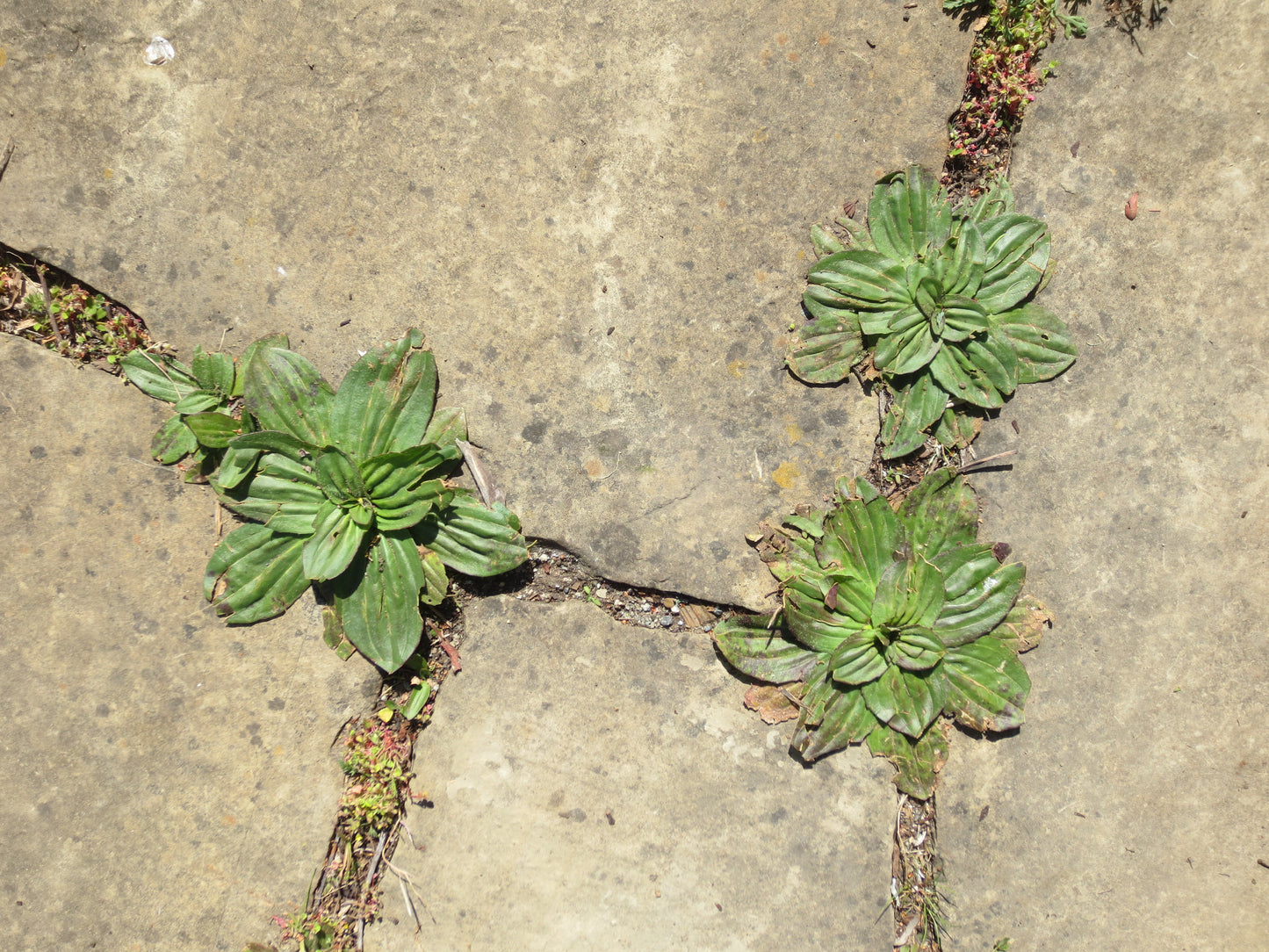 Plantago subnuda, Coastal Plantain