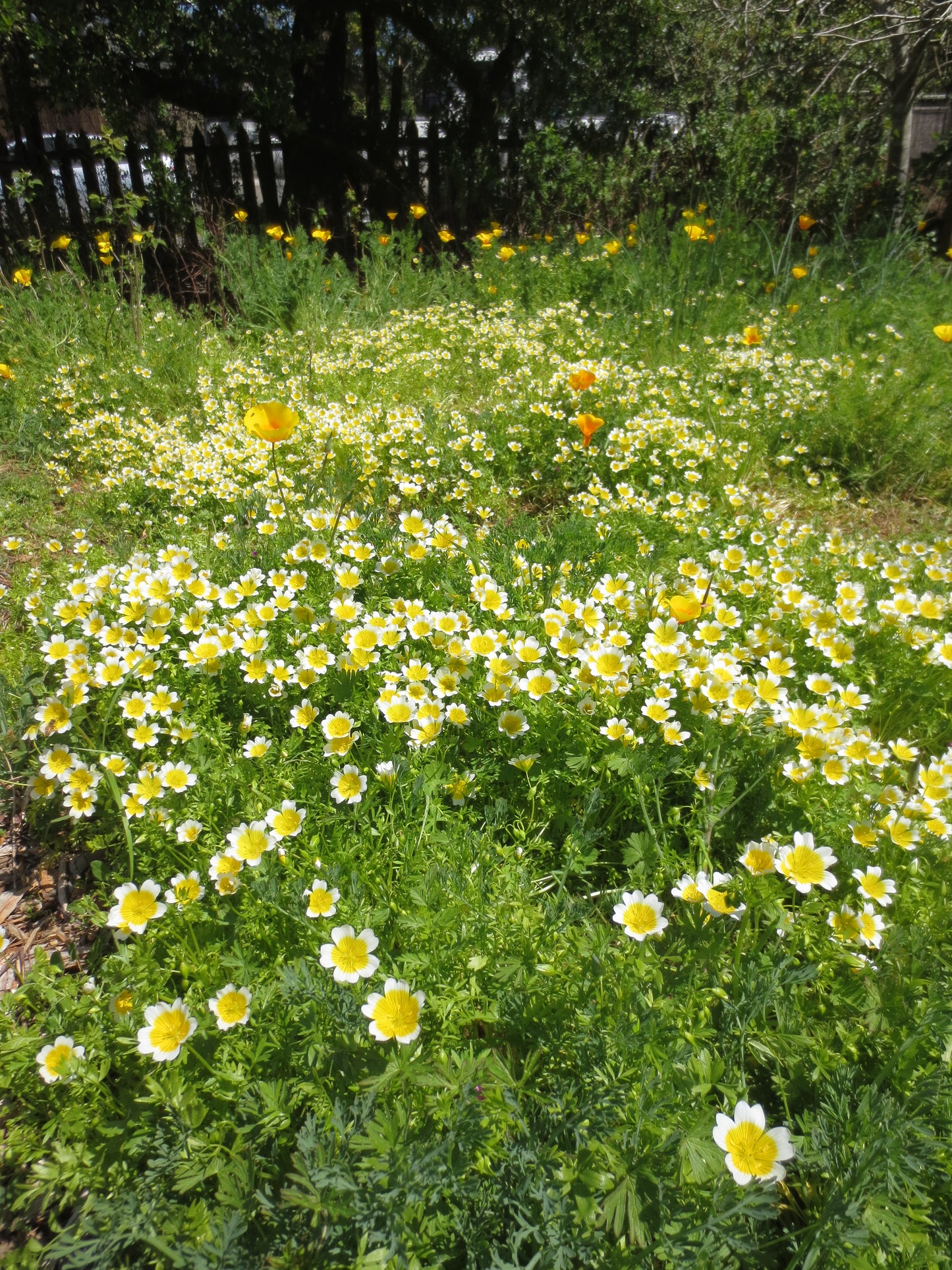 Limnanthes douglasii, Douglas Meadowfoam