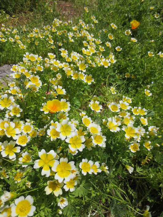 Limnanthes douglasii, Douglas Meadowfoam