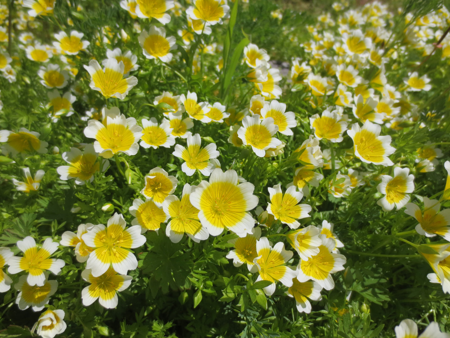 Limnanthes douglasii, Douglas Meadowfoam