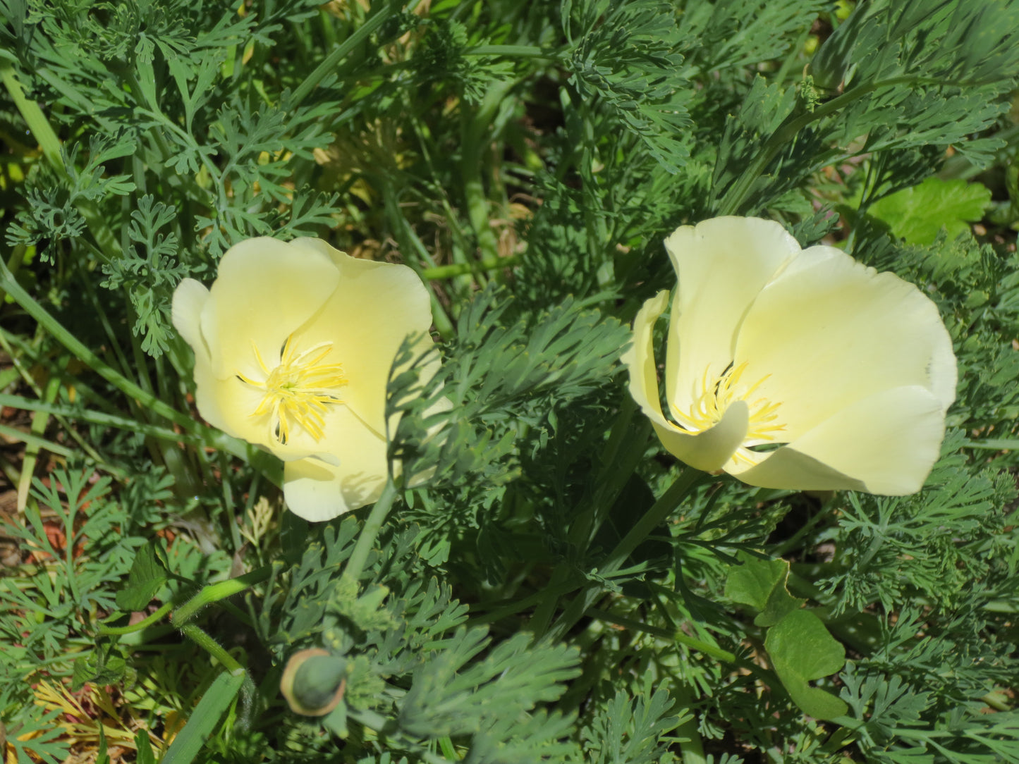 Eschscholzia californica 'Moonglow' Poppy