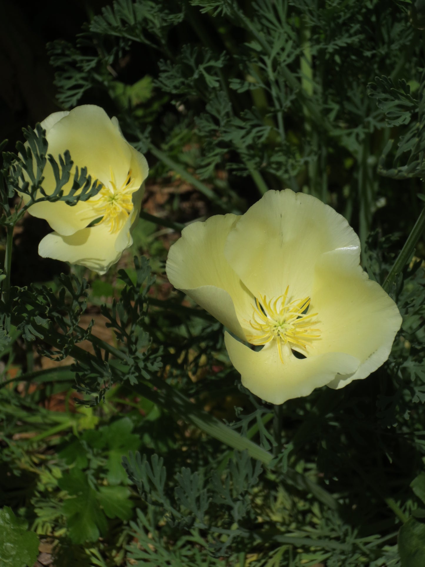 Eschscholzia californica 'Moonglow' Poppy