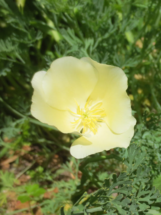Eschscholzia californica 'Moonglow' Poppy