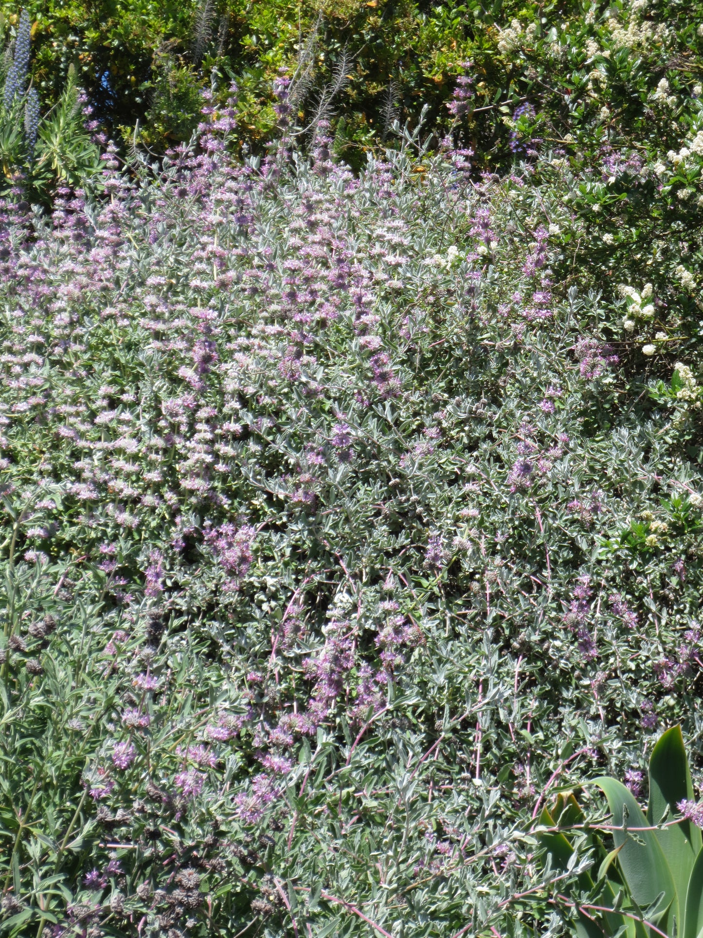 Salvia leucophylla, Purple Flowering Sage