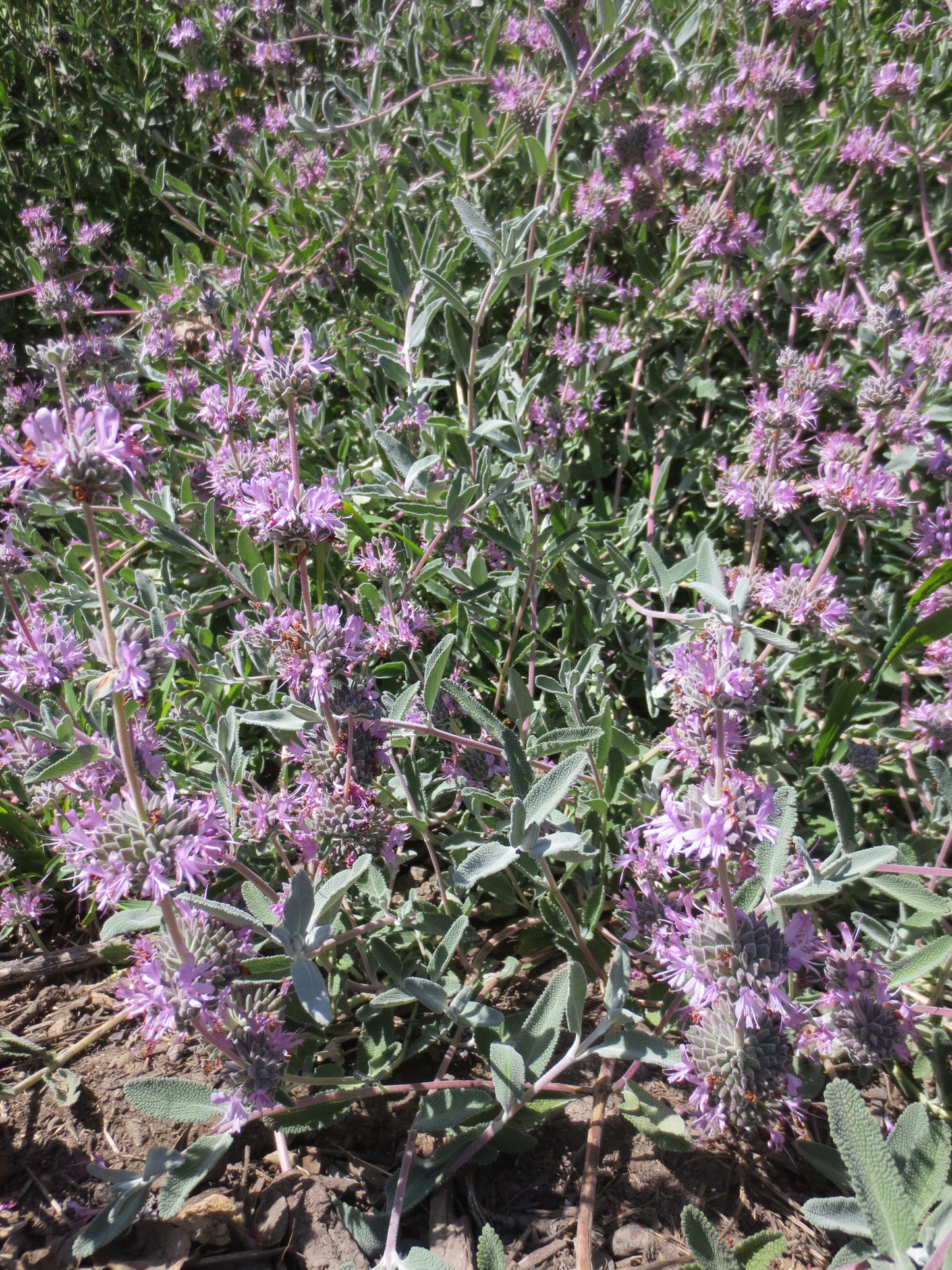 Salvia leucophylla, Purple Flowering Sage