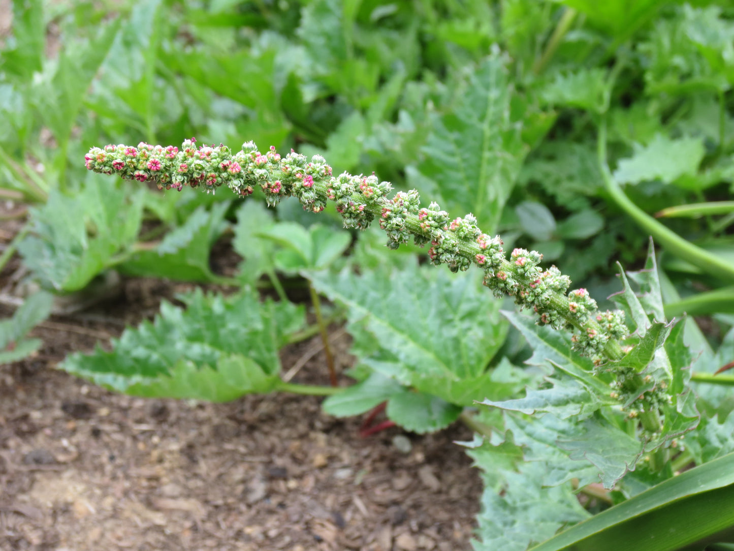 Chenopodium californicum, California Goosefoot